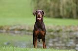 DOBERMANN 399